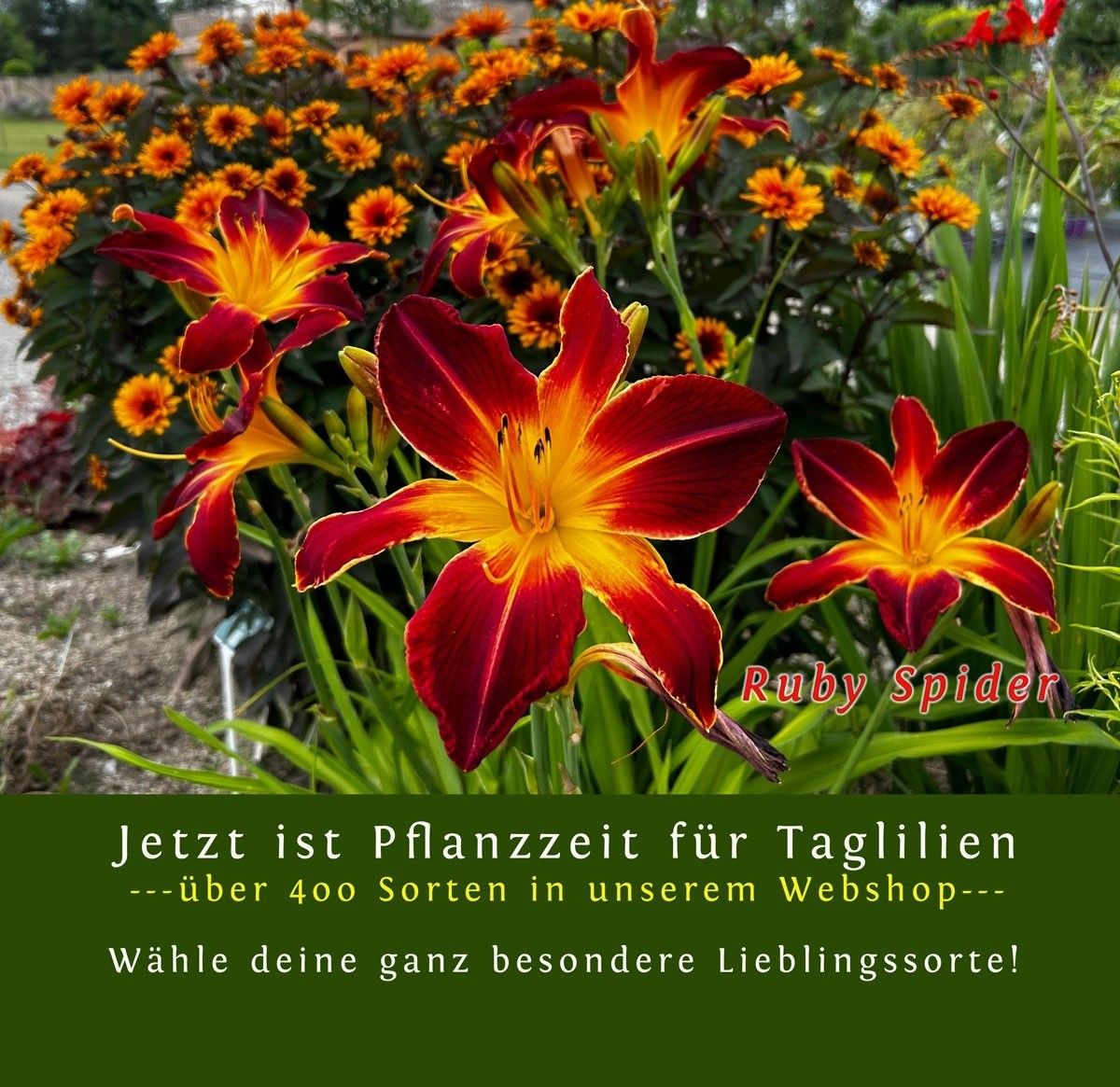 Bild enthält, Flower, Petal, Plant, Vegetation, Outdoors, Nature