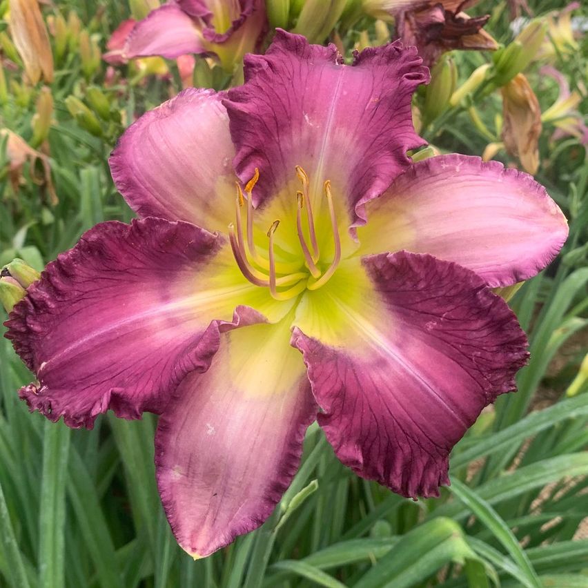 Bild enthält, Flower, Petal, Plant, Purple, Anther