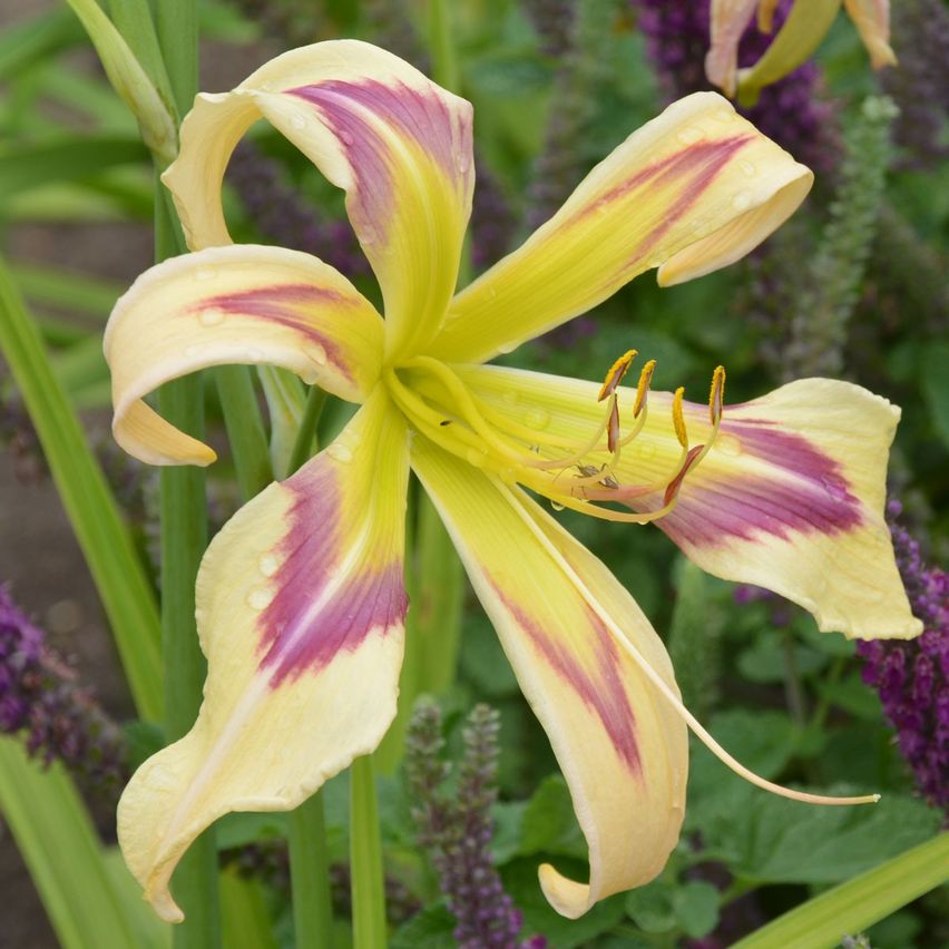 Bild enthält, Flower, Plant, Petal, Pollen, Lily, Anther