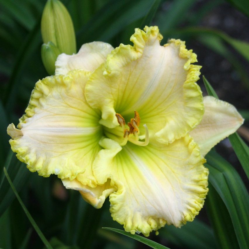 Bild enthält, Flower, Plant, Petal, Pollen