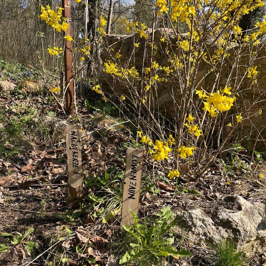 Zwei Holzmarkierungen stehen in einem bewaldeten Gebiet mit gelben Blüten, eine mit der Aufschrift 'MACH KEINE' und die andere 'MENZENHAIN.' Der Boden ist mit Blättern und kleinen Pflanzen bedeckt.