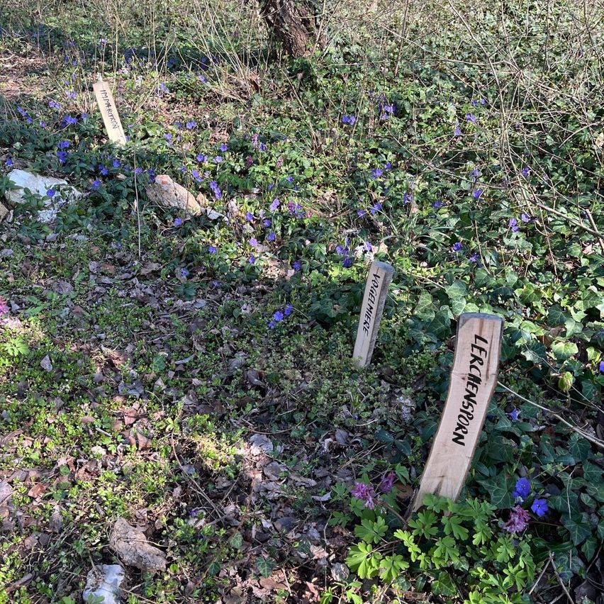 Ein Stück Erde mit wilden Pflanzen und Blumen, einschließlich Veilchen, ist von Steinen und Zweigen umgeben. Hölzerne Etiketten mit Text sind in den Boden gesteckt, eines davon mit der Aufschrift 'Lerchenmoser'.