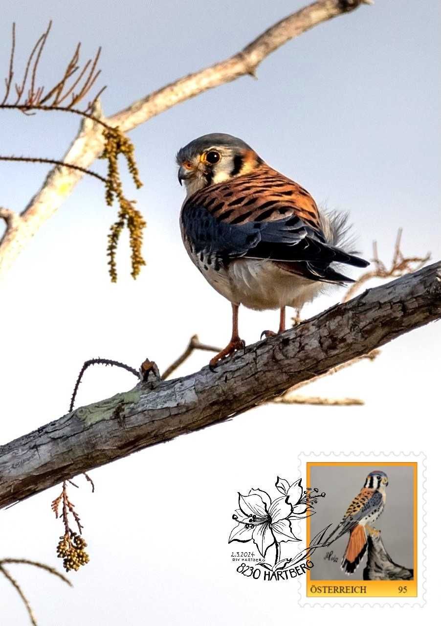 Bild enthält, Animal, Bird, Kite Bird, Accipiter, Beak, Buzzard, Hawk, Sparrow