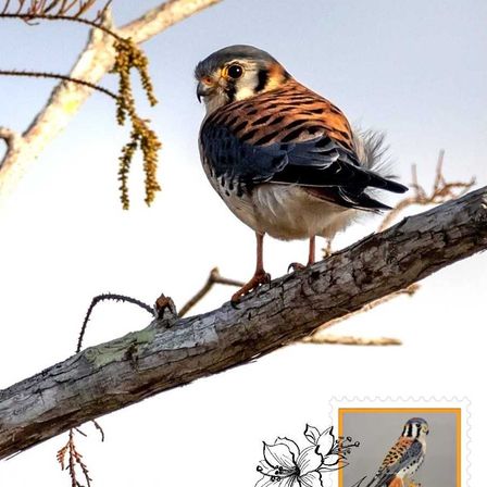 Bild enthält, Animal, Bird, Kite Bird, Accipiter, Beak, Buzzard, Hawk, Sparrow