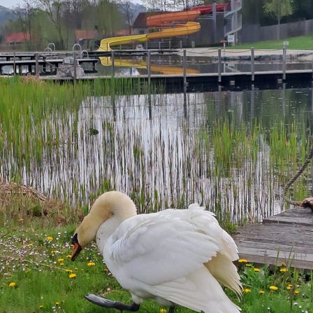 Bild enthält, Water, Waterfront, Nature, Outdoors, Pond, Grass, Port, Reed, Herbal, Bird