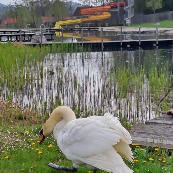 Bild enthält, Water, Waterfront, Nature, Outdoors, Pond, Grass, Port, Reed, Herbal, Bird