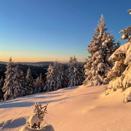 Bild enthält, Plant, Tree, Fir, Ground, Conifer, Nature, Outdoors, Scenery, Vegetation