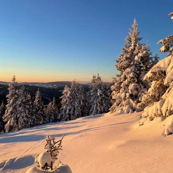 Bild enthält, Plant, Tree, Fir, Ground, Conifer, Nature, Outdoors, Scenery, Vegetation