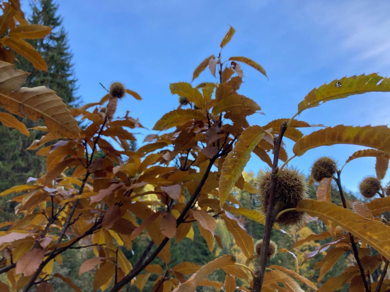 A close-up view of a tree with autumn leaves in various shades of brown and orange, featuring spiky seed pods and a clear blue sky in the background.