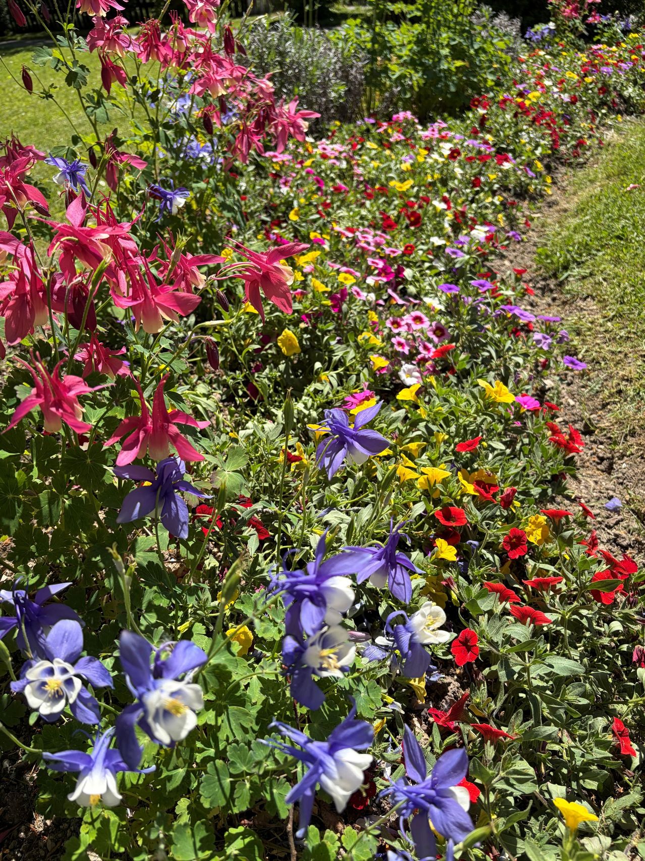 Ein Garten voller bunter Blumen, darunter rote, lila und gelbe Blüten, mit grünen Blättern.