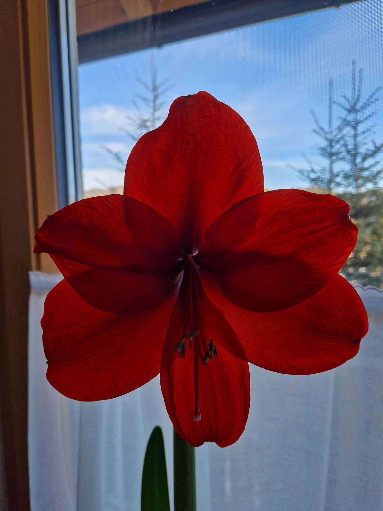 Ein Nahaufnahme einer roten Amaryllis-Blume wird vor einem Fenster mit weißen Vorhängen gezeigt. Die Blume ist leuchtend und hat eine glänzende Textur.
