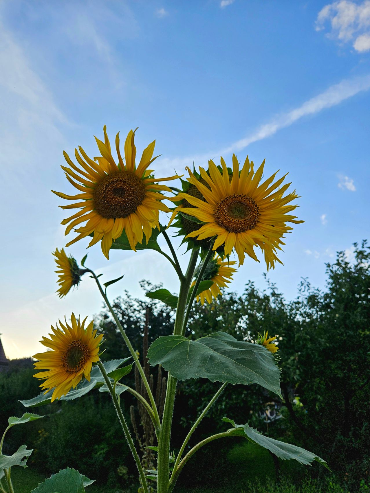 Ein Nahaufnahme von drei Sonnenblumen mit leuchtend gelben Blütenblättern und grünen Blättern vor einem klaren blauen Himmel.