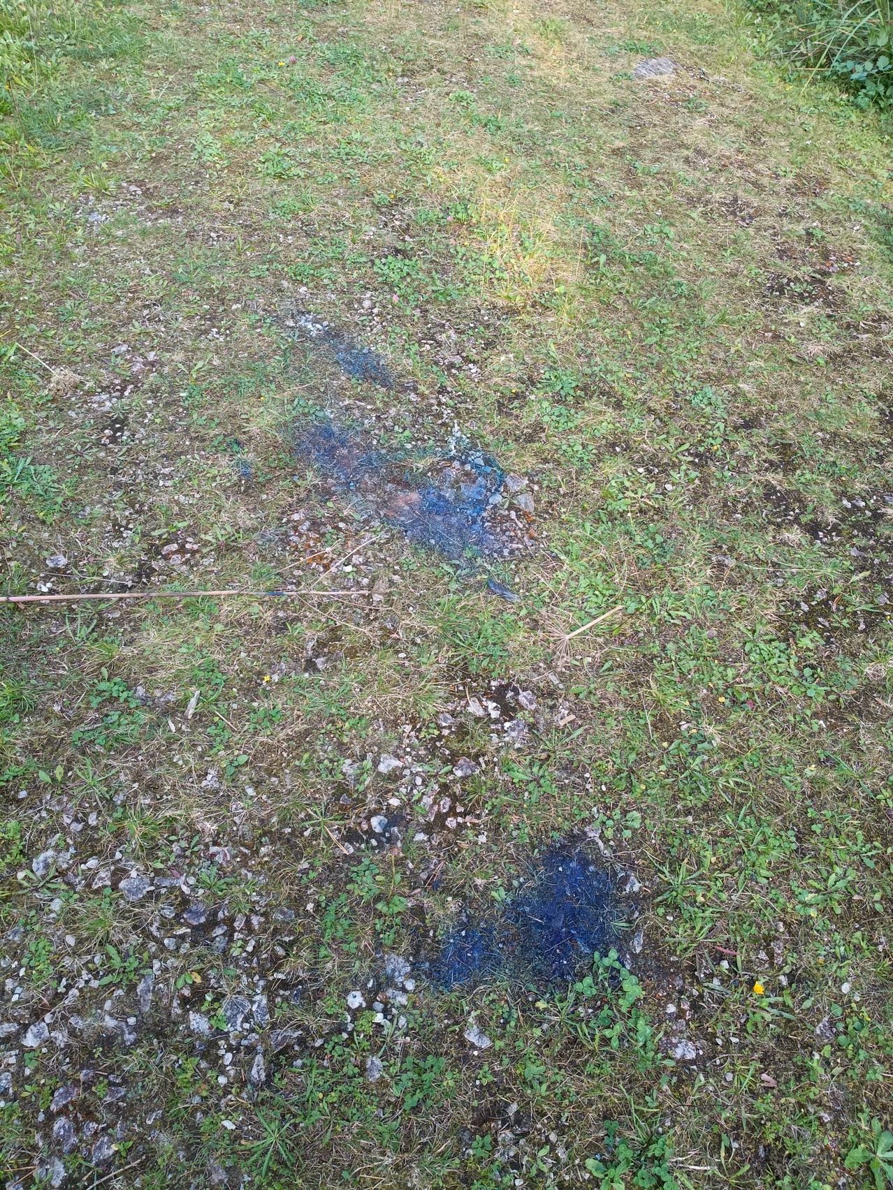 A grassy field with patches of blue stains on the ground, possibly from spilled paint or dye.