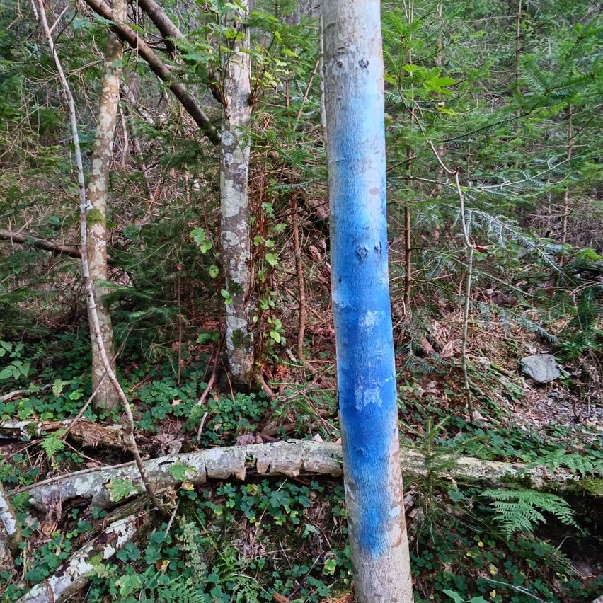 A tree trunk in a forest is painted blue with a white border. The forest is dense with trees and plants.