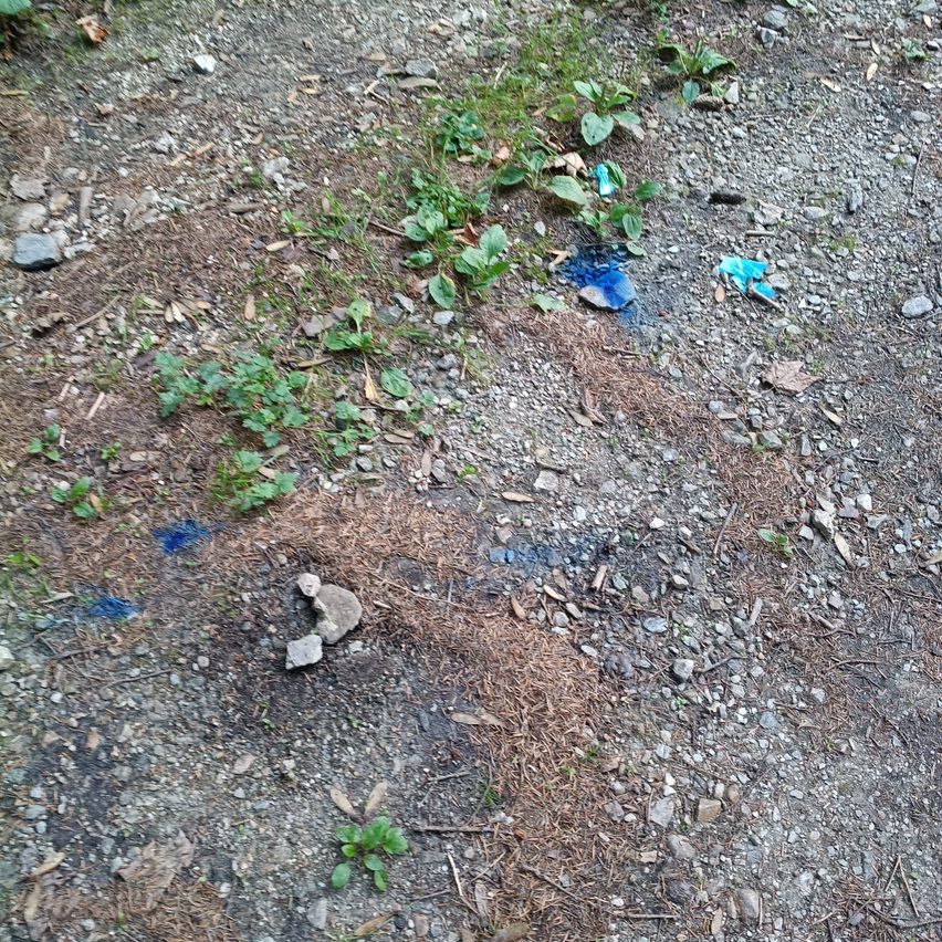 A dirt path with scattered rocks, dried leaves, and blue stains on the ground.