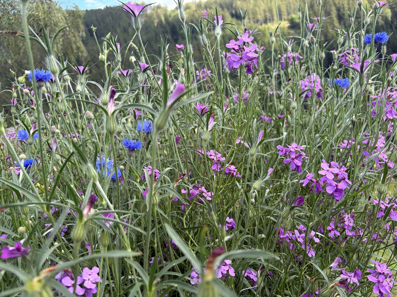 A field of tall purple flowers with green stems and a few blue flowers in the foreground, set against a backdrop of hills and trees.