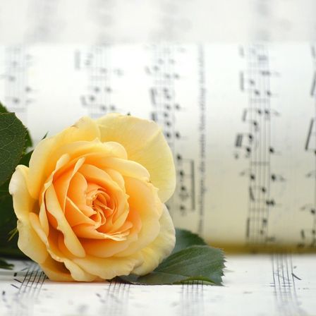 A yellow rose lies on top of a music sheet with musical notes. The rose petals are slightly curled.