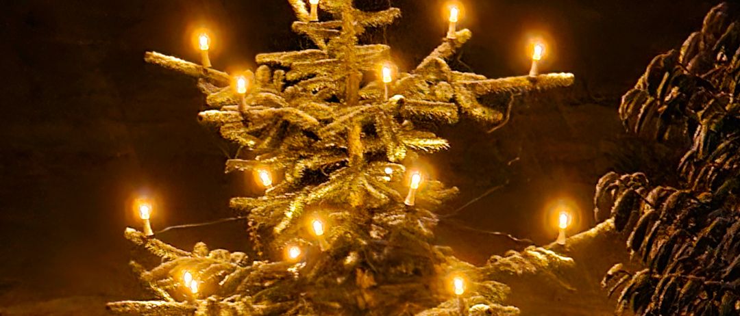 Bild enthält, Plant, Tree, Lighting, Fir, Christmas, Christmas Decorations, Festival, Christmas Tree, Candle