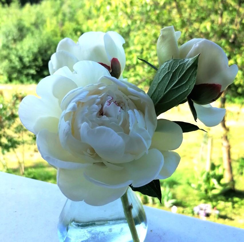 Bild enthält, Flower, Rose, Flower Arrangement, Flower Bouquet, Petal, Jar, Geranium, Peony, Potted Plant, Pottery