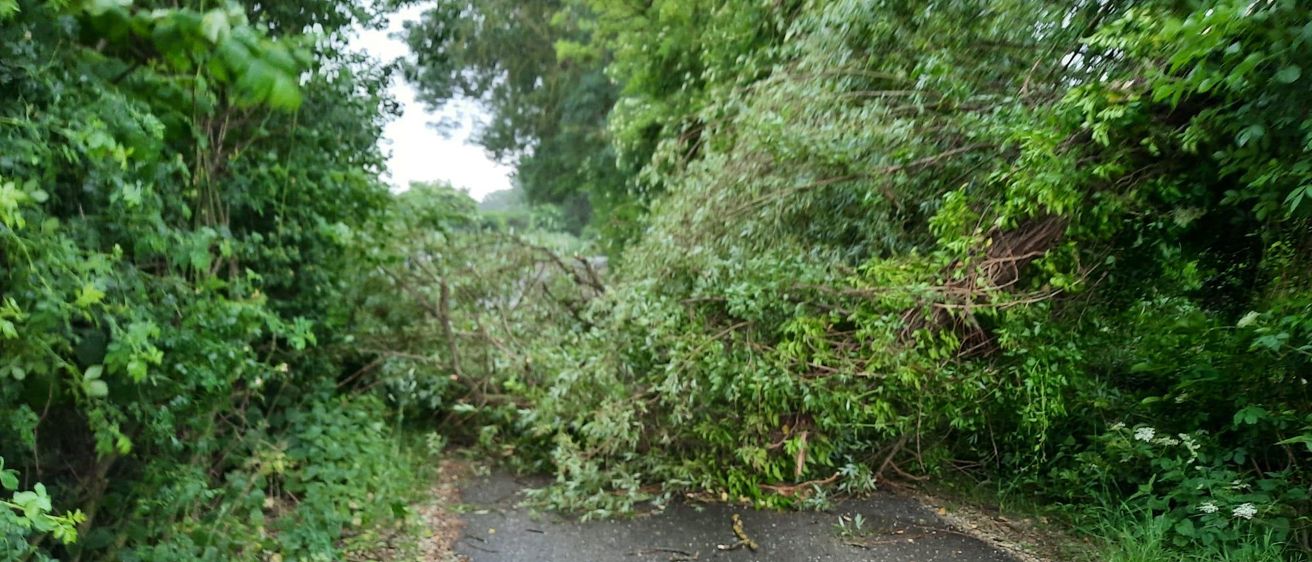 Ein schmaler Weg ist von umgestürzten Bäumen blockiert, umgeben von üppiger grüner Vegetation.
