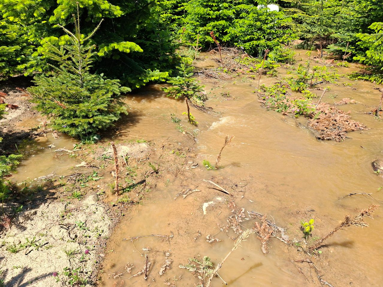 Ein schlammiger Bach mit braunem Wasser fließt zwischen grünen Bäumen und Pflanzen. Der Boden ist nass und schlammig.