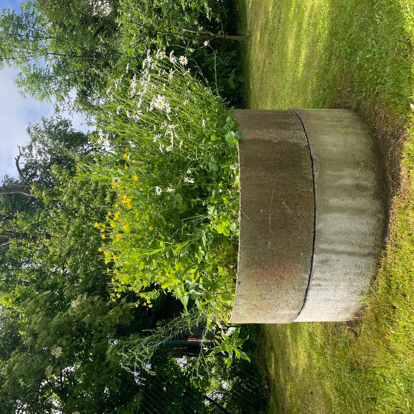 Ein Betonübertopf, gefüllt mit einer Mischung aus weißen und gelben Blumen, befindet sich auf einem üppigen grünen Rasen. Der Übertopf steht auf dem Boden und ist von Bäumen und Grünpflanzen umgeben.