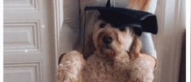 Eine Frau in einem weißen Oberteil und blauen Jeans hält einen Hund mit einem Doktorhut. Sie wirken beide glücklich und stehen auf einem Holzboden.