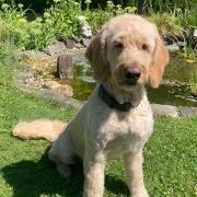 Bild von Oskar (Therapiehund)