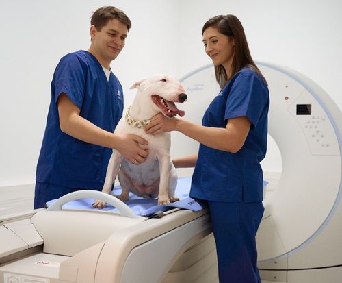 Ein Mann und eine Frau in blauer Kleidung halten einen weißen Hund auf einem Tisch in einer Tierklinik. Der Hund trägt ein Halsband und wirkt ruhig.