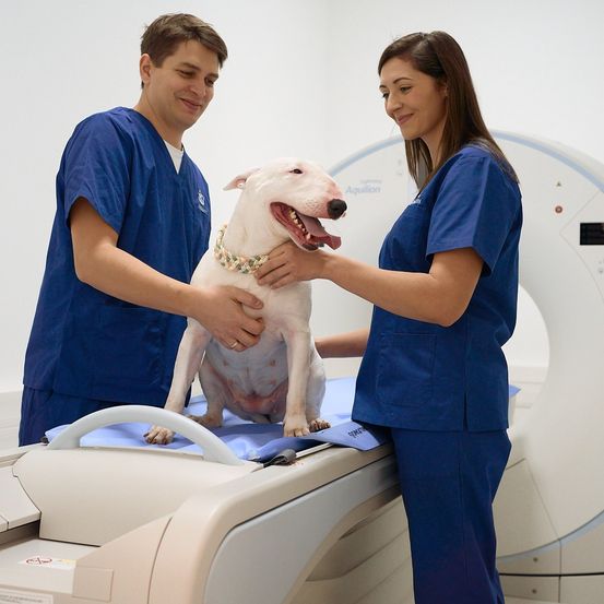 Zwei Tierärzte in blauer Kleidung untersuchen einen weißen Bullterrier auf einem Tisch in einer Klinik.