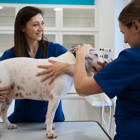 Zwei Frauen in blauen Kitteln untersuchen einen weißen Hund mit braunen Flecken auf einem Tisch in einer Tierklinik.