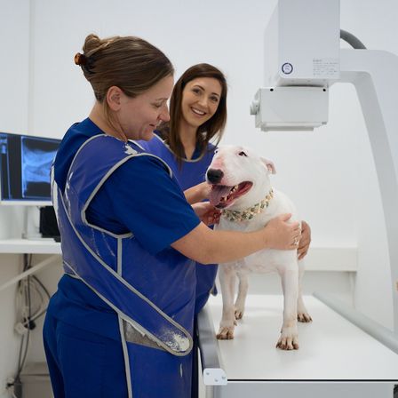 Zwei Frauen in blauen Uniformen untersuchen einen weißen Bullterrier auf einem Tisch in einer Tierklinik.