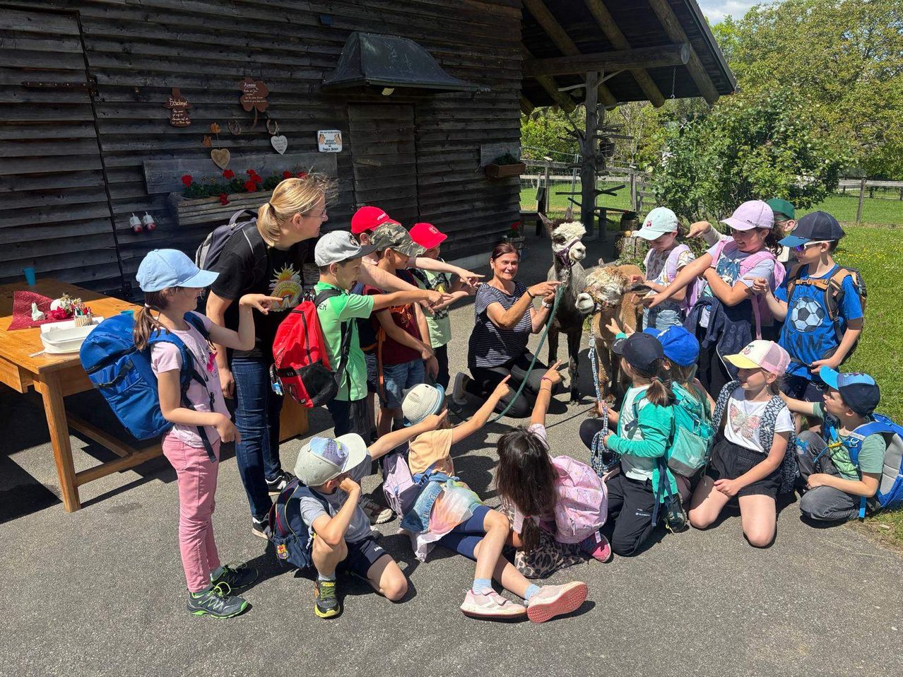 Eine Gruppe von Kindern und Erwachsenen versammelt sich um zwei Alpakas, hält deren Leinen und interagiert mit ihnen in einer landwirtschaftlichen Umgebung.
