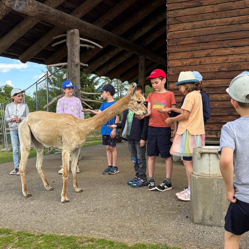 Eine Gruppe von Kindern in Hüten steht um ein Alpaka herum, manche füttern es. Das Alpaka befindet sich in der Nähe einer Holzstruktur und eines Milchkanns. Bäume und ein Zaun sind im Hintergrund zu sehen.