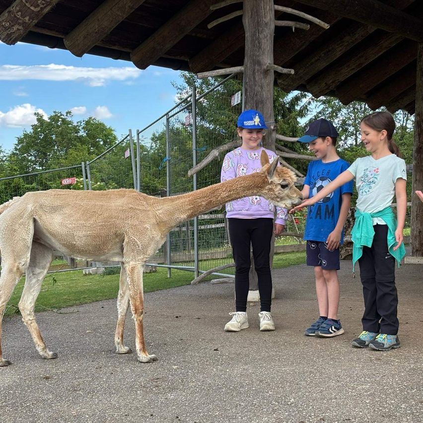 Drei Kinder, zwei Jungen und ein Mädchen, füttern ein Alpaka unter einem hölzernen Schutzdach mit einem Zaun. Sie lächeln und stehen neben dem Alpaka.