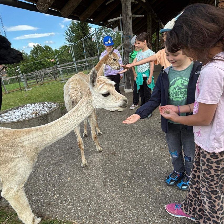 Kinder und eine Frau füttern zwei Alpakas in einem Zoo. Sie stehen vor einem Zaun mit einem Metalltor.