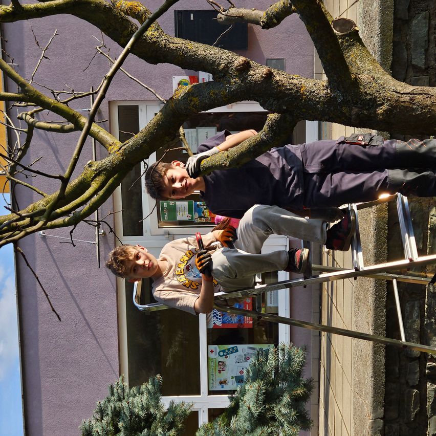 Two young boys are climbing a ladder to trim a tree branch outside a building with glass windows.