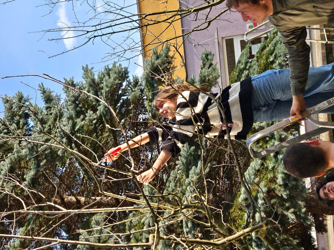 A person in a striped shirt is using a saw to trim branches from a tree while standing on a ladder. Another person stands nearby, looking on. The scene takes place in front of a building with a yellow wall.