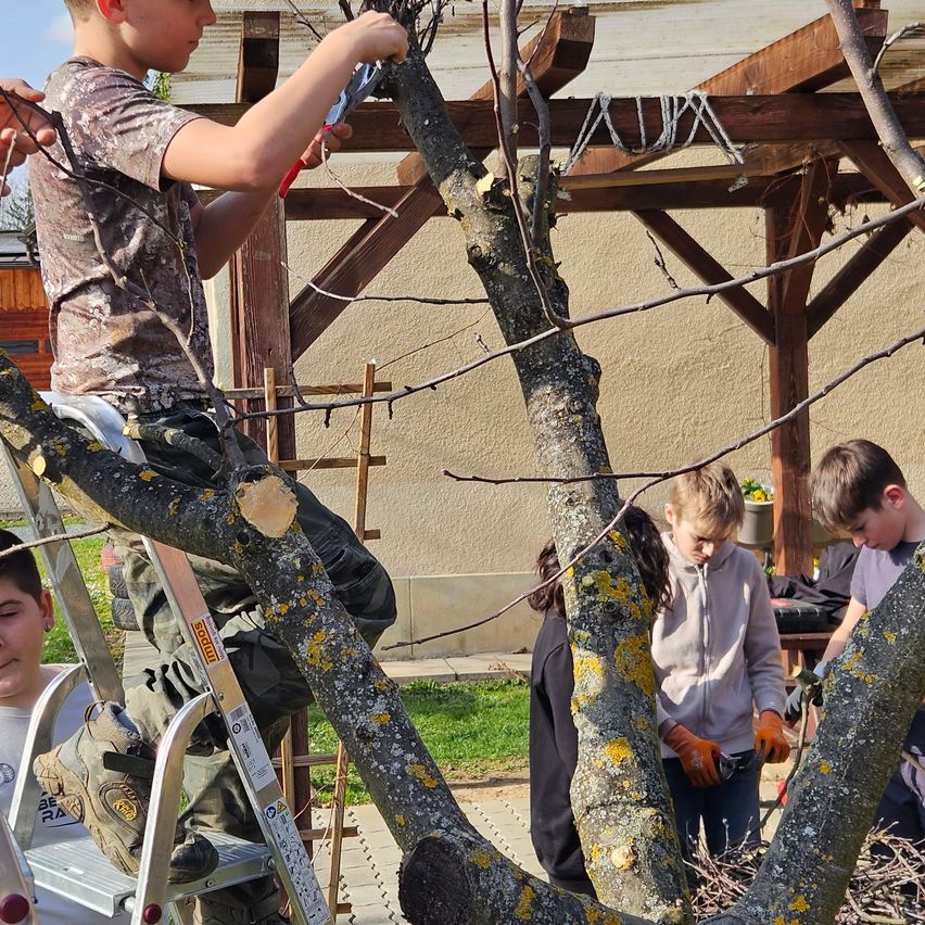 A group of boys are outdoors pruning a tree. One boy is on a ladder while others are standing around.
