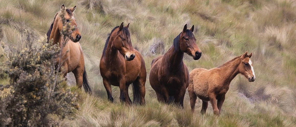 Bild enthält, Field, Grassland, Nature, Outdoors, Animal, Colt Horse, Horse, Mammal, Countryside, Pasture
