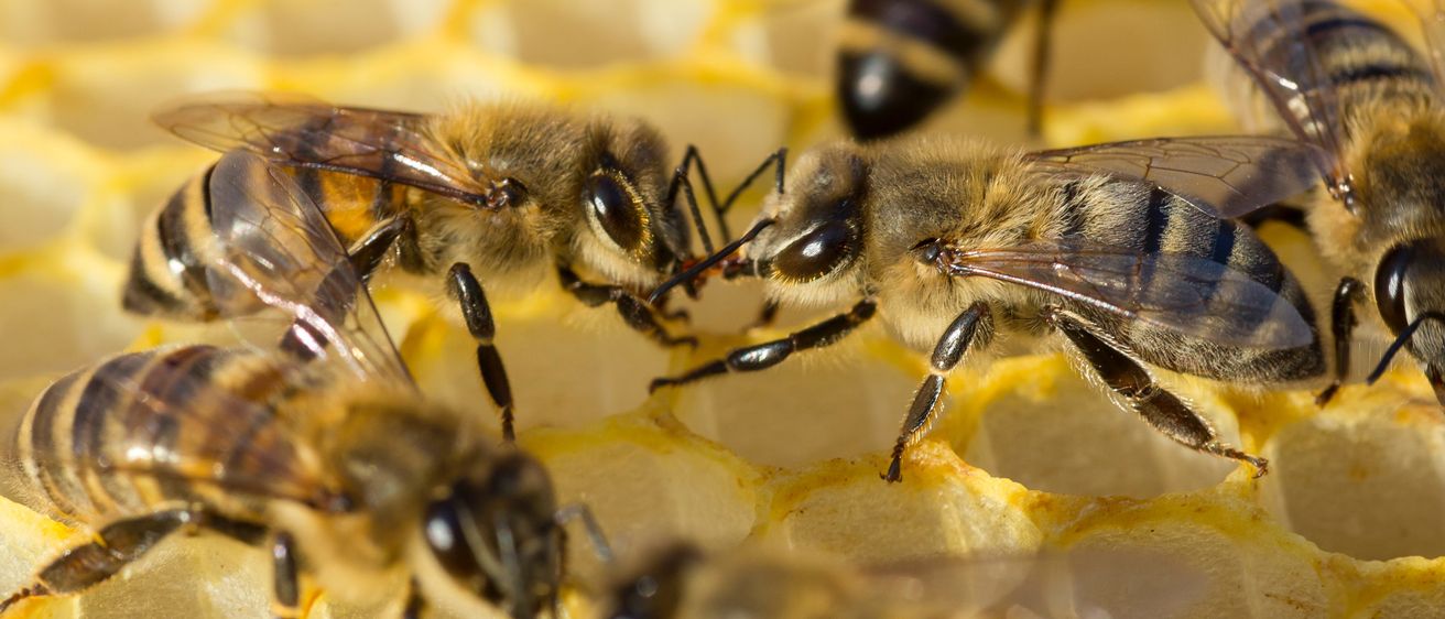 Bild enthält, Animal, Bee, Honey Bee, Insect, Invertebrate, Apidae, Wasp, Bumblebee