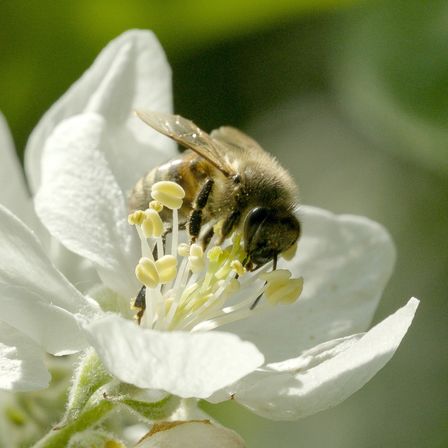 Bild enthält, Animal, Apidae, Bee, Insect, Invertebrate, Plant, Pollen, Bumblebee, Honey Bee, Wasp