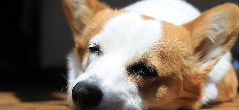 Ein Corgi liegt auf einem Holzboden, mit dem Kopf auf dem Boden und geschlossenen Augen.