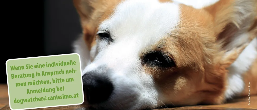 Plakat für eine Hundezuchtveranstaltung am 4. Oktober 2026 von 15-17 Uhr. Das Plakat zeigt einen schlafenden Hund mit einem grünen Banner im Hintergrund.