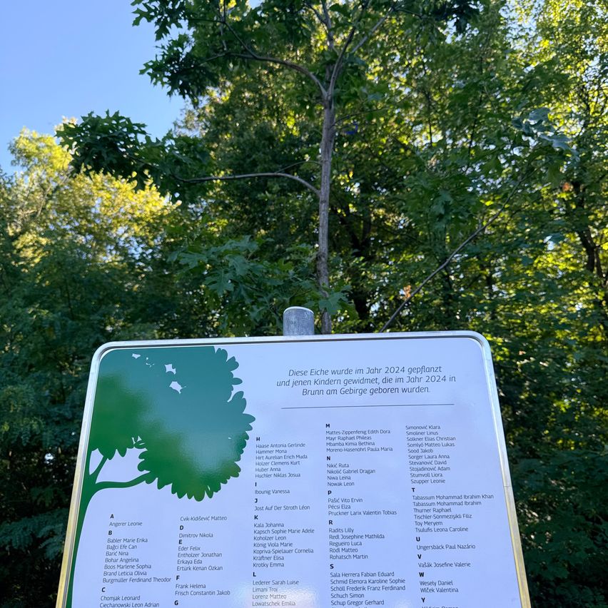 Ein Schild mit Baumabbildung und aufgelisteten Namen, im Jahr 2024 in der Nähe eines Brunnens gepflanzt. Das Schild ist weiß mit grünem Text.