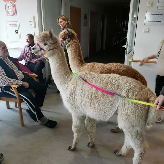 Bild enthält, Animal, Mammal, Adult, Male, Man, Person, Llama, Head, Glasses