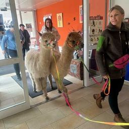 Bild enthält, Adult, Female, Person, Woman, Male, Man, Animal, Mammal, Hoodie, Llama