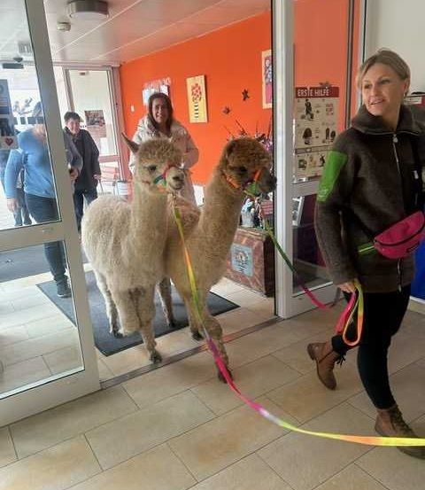 Bild enthält, Adult, Female, Person, Woman, Male, Man, Animal, Mammal, Hoodie, Llama