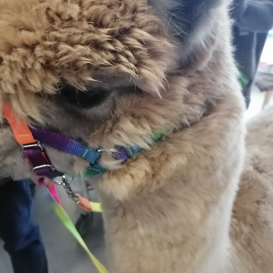 Bild enthält, Animal, Mammal, Llama, Handcuffs, Canine, Dog, Pet