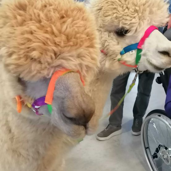 Bild enthält, Animal, Mammal, Canine, Dog, Pet, Person, Llama